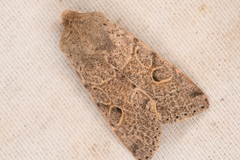 Orthosia behrensiana