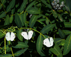 Pieris rapae rapae