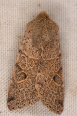 Orthosia behrensiana