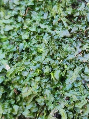 Pallavicinia lyellii