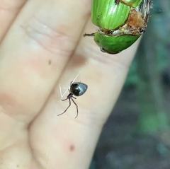 Argyrodes antipodianus