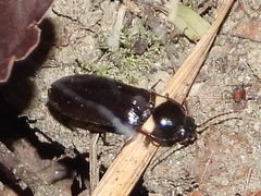 Phanophorus perspicax