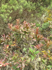 Gaiadendron punctatum