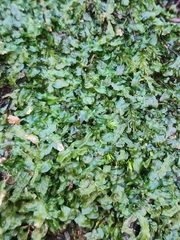 Pallavicinia lyellii