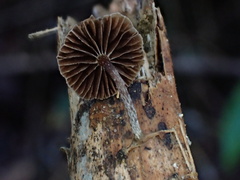 Deconica crobula