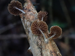 Deconica crobula