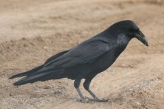 Corvus corax sinuatus