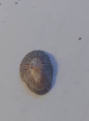 Siphonaria naufragum