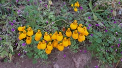 Calceolaria corymbosa