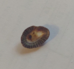 Siphonaria naufragum