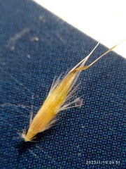 Rytidosperma corinum