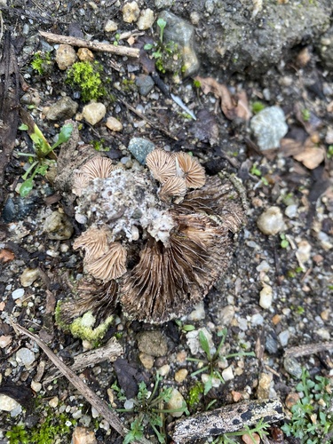 iNaturalist observation photo of splitgill mushroom