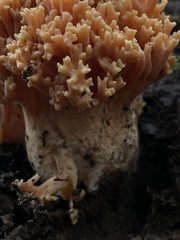 Ramaria flavigelatinosa