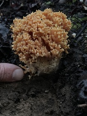 Ramaria flavigelatinosa