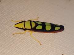 Platygonia spatulata