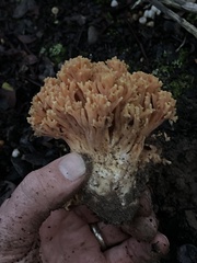 Ramaria flavigelatinosa