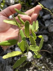 Smilax havanensis