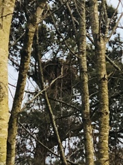 Haliaeetus leucocephalus