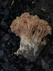 Ramaria flavigelatinosa