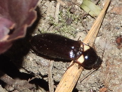 Phanophorus perspicax