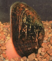 Alasmidonta marginata