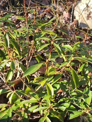 Mycosphaerella colorata