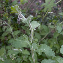 Solanum xanti
