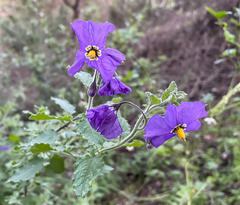 Solanum xanti