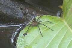 Dolomedes facetus