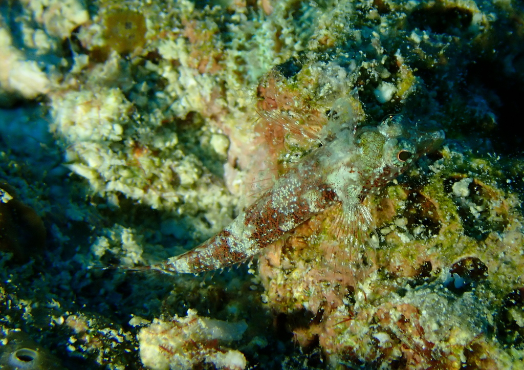 Highfin Threefin