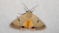 Ophiusa parcemacula
