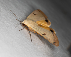 Ophiusa parcemacula