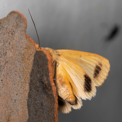 Ophiusa parcemacula