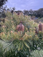 Banksia collina