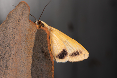 Ophiusa parcemacula