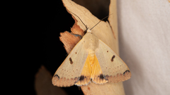 Ophiusa parcemacula