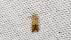 Stathmopoda auriferella