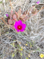Cistanthe grandiflora