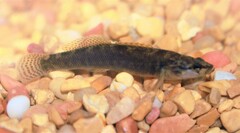Etheostoma flabellare