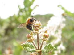 Bombus rubicundus