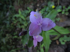 Tradescantieae