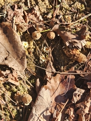 Calostoma