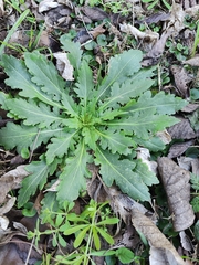 Engelmannia peristenia