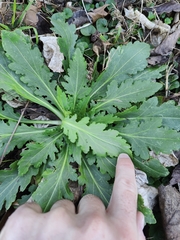 Engelmannia peristenia