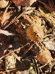 Calostoma