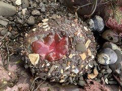 Urticina clandestina