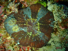Lobophylliidae