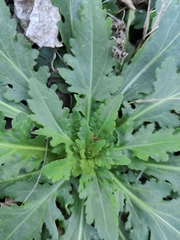 Engelmannia peristenia