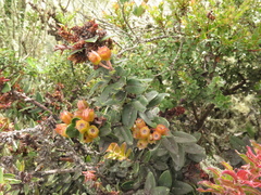 Plutarchia guascensis