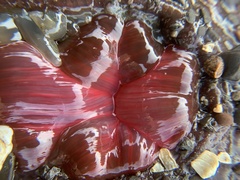 Urticina clandestina